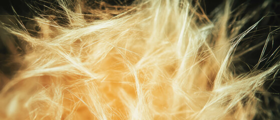 Poster - Organic paper fibers create unique texture against a black background