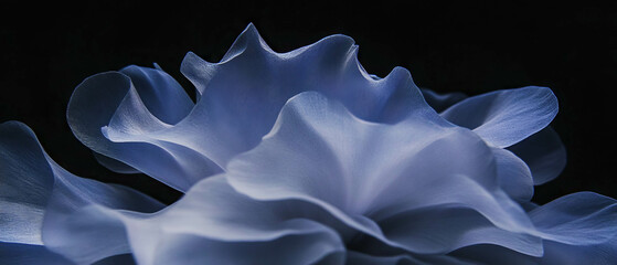 Poster - Silky smooth velvety flower petals showcased against a dark background