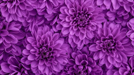 Canvas Print - Vibrant Purple Chrysanthemum Floral Background