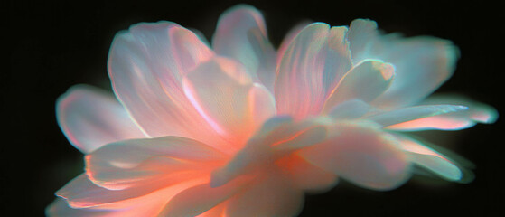 Poster - Soft pastel petal glow creating a serene ambiance against a dark background