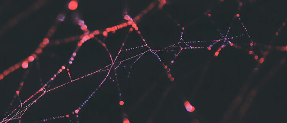 Poster - Spider web adorned with fresh strands illuminated against a dark background