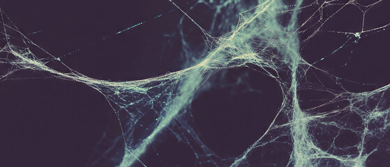 Poster - Intricate details of old spider web showcasing decay against a dark backdrop