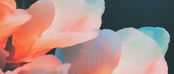 Aufkleber - Vibrant petals display vivid hues against a deep black background, inviting creativity and design