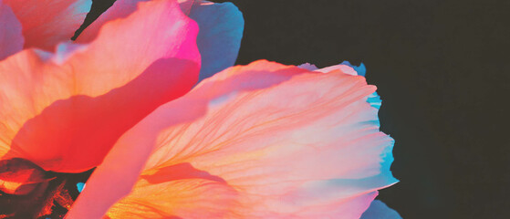 Aufkleber - Vibrant colorful petals against a black background creating vivid overlays for creative designs