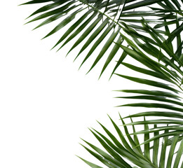 Wall Mural - PNG  Natural palm tree leafs backgrounds outdoors nature.