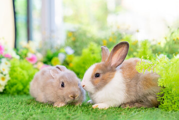 Wall Mural - young white brown rabbits sitting in nature, adorable fluffy bunny, concept of rabbit easter