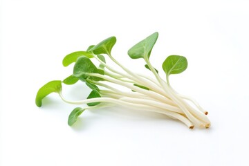 Poster - Fresh microgreens arranged on a white background, showcasing vibrant green leaves and slender stems