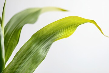 Aufkleber - Elegant green plant leaves showcasing a vibrant texture in a bright indoor setting
