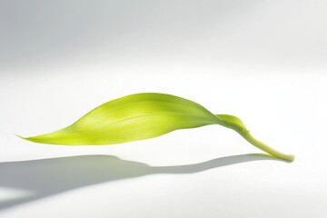 Poster - Bright green leaf casting a shadow on a clean white background in morning light