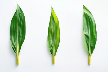 Aufkleber - Green corn leaves arranged in a row on a white surface highlighting their vibrant textures and shapes