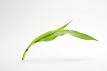 Aufkleber - Green leaf gracefully arching against a light background showcasing natural beauty and simplicity