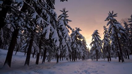 Poster - Winter woodland landscape with a warm golden-hour glow, snow-covered pine trees, and gentle falling snowflakes