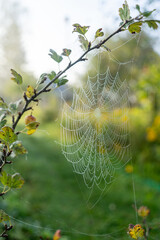 a spider web glistens with morning dew on a leafy bush, illuminated by sunlight streaming through a 