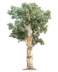 single eucalyptus tree with peeling bark and round leaves isolated on a white background