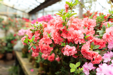 Wall Mural - Closeup macro bloom Azalea flowers with a red color. Blossoming colorful azaleas flowers in pots in orangery. Horticulture, hobby, care plant, gardening. Indian Azalea (Rhododendron simsii) petals	