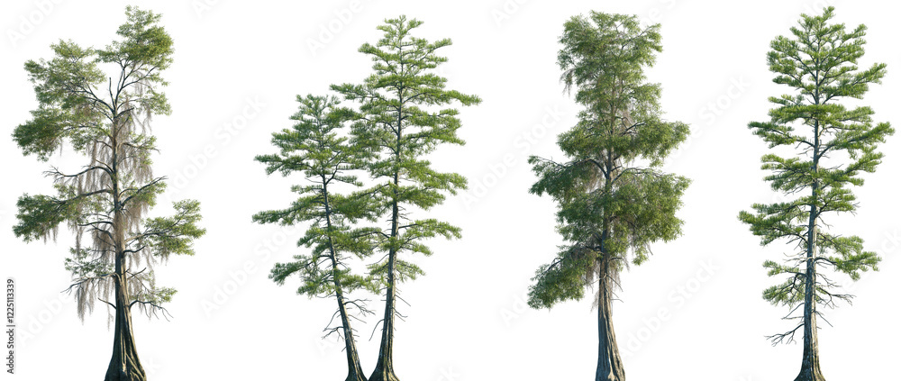 Set of Taxodium distichum and Taxodium ascendens frontal set trees ...
