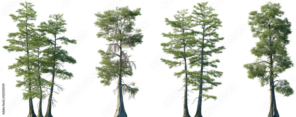 Set of Taxodium distichum and Taxodium ascendens frontal set trees ...