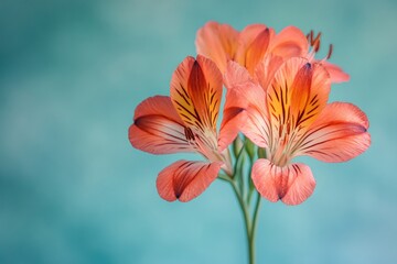Poster - Delicate alstroemeria flower with peach petals and dark lines on a soft teal background