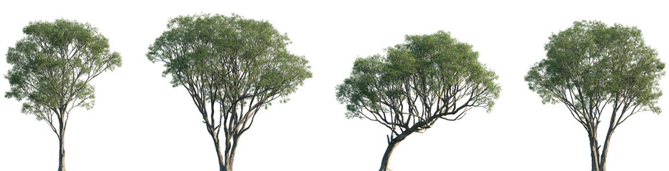 Wall Mural - set of salix caroliniana (commonly known as the coastal plain willow) isolated png in sunny daylight