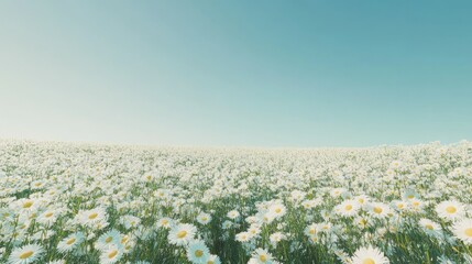 Wall Mural - Endless field of daisies in full bloom, blending seamlessly into a clear, sunny horizon