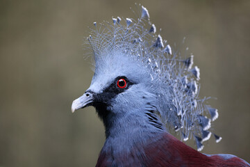 victoria crowned pigeon (goura victoria) on green natural background