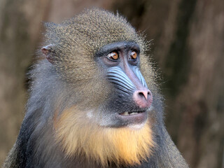 Wall Mural - portrait of a mandrill (mandrillus sphinx)