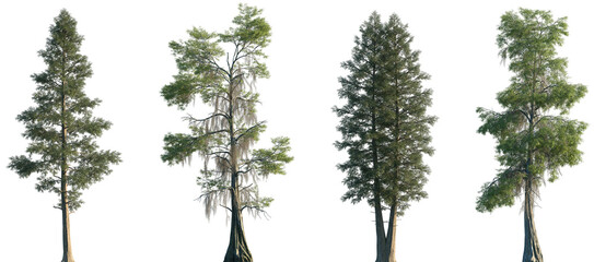 Wall Mural - set of 2 chamaecyparis lawsonifrontal and 2 taxodium distichum large trees isolated png on a transpa