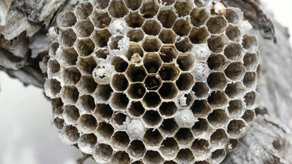 Wall Mural - old wasp nest on white isolated background