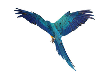 Wall Mural - Beautiful feathers on the back of Blue and Gold Macaw parrot isolated on transparent background png file	