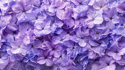 Poster - Floral purple pattern of many hydrangea petals forming a textured background in soft light