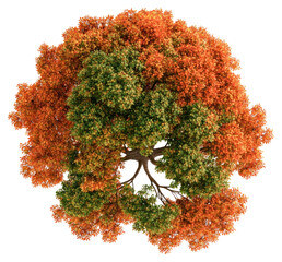 Wall Mural - png autumn tree leaves leaf view.
