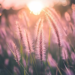 Beautiful pink grass flower in the field with sunset, Nature soft light blur filter and vintage tone, Selective focus.