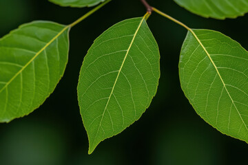 Wall Mural - A leafy green leaf with a shiny surface