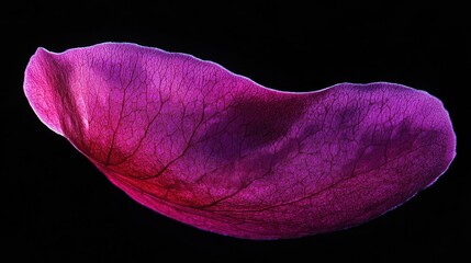 Poster - vibrant magenta flower petal illuminated by soft light against a black background showcasing delicat
