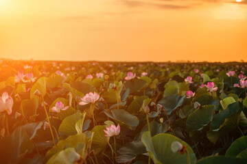 Wall Mural - Sunrise in the field of lotuses, Pink lotus Nelumbo nucifera sways in the wind. Against the background of their green leaves. Lotus field on the lake in natural environment.