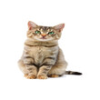 © Jamil - sticker template of cat cartoon