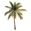 © Mukhtyar ahmad - A realistic palm tree on a white background, transparent, alpha background png