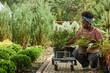 © Seventyfour - Full length of Black female horticulturist on squat holding potted shrubs removing plants from cart while repotting bushes and flowers into soil in garden