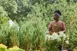 © Seventyfour - Medium shot of female African American horticulturalist in apron transporting flowers and shrubs on cart, while working in garden captured against lively greenery of plant nursery