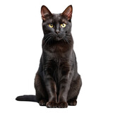 black cat isolated on transparent background