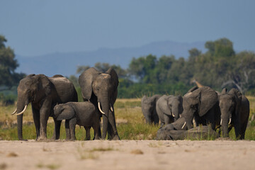 Sticker - Multiple groups of African Elephant (Loxodonta africana) congregate at a sand river to drink from a pool dug below the surface in South Luangwa National Park, Zambia   