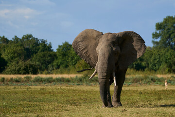 Sticker - Bull African Elephant (Loxodonta africana) in musth following a group of female elephants and young in South Luangwa National Park, Zambia   