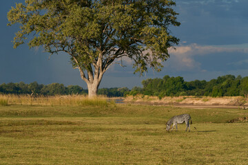 Sticker - Crawshay's zebra (Equus quagga crawshayi) grazing beneath mature trees in South Luangwa National Park, Zambia