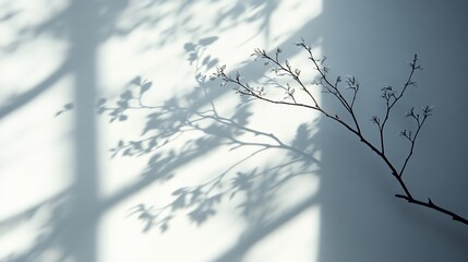 Poster - Soft shadows dance on the wall, a delicate embrace of nature's touch in the serene morning light filtering through the window
