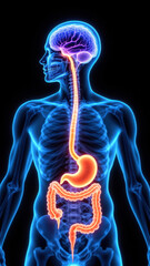Wall Mural - Illustration of a human torso with highlighted internal organs, including the stomach and intestines, alongside an MRI of the brain with focus on the Vagus Nerve.