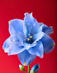 Wall Mural - Vibrant Blue Flower on Red Background