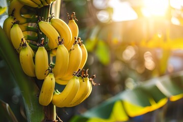 Poster - Close up of a bunch of ripe bananas growing on a banana tree at sunset