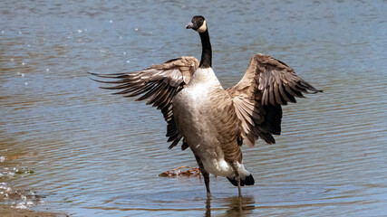 Wall Mural - A flock of Canada Goose taking bath after migration trip.