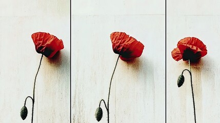 Poster - Symbolic Red Poppies on a White Surface Capturing the Essence of Remembrance and Minimalism