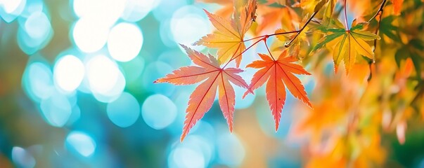 Poster - Colorful maple leaves glowing in the autumn sunlight